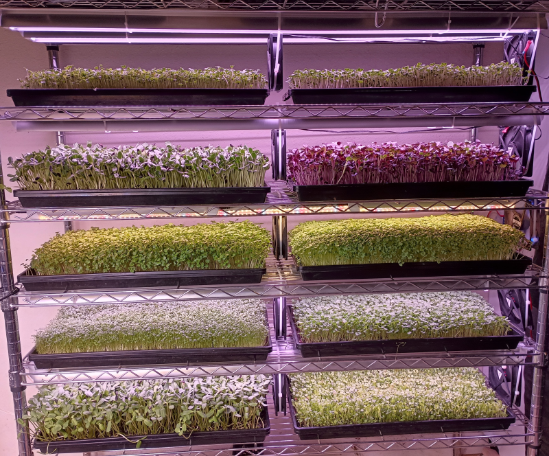 Rack of Microgreens